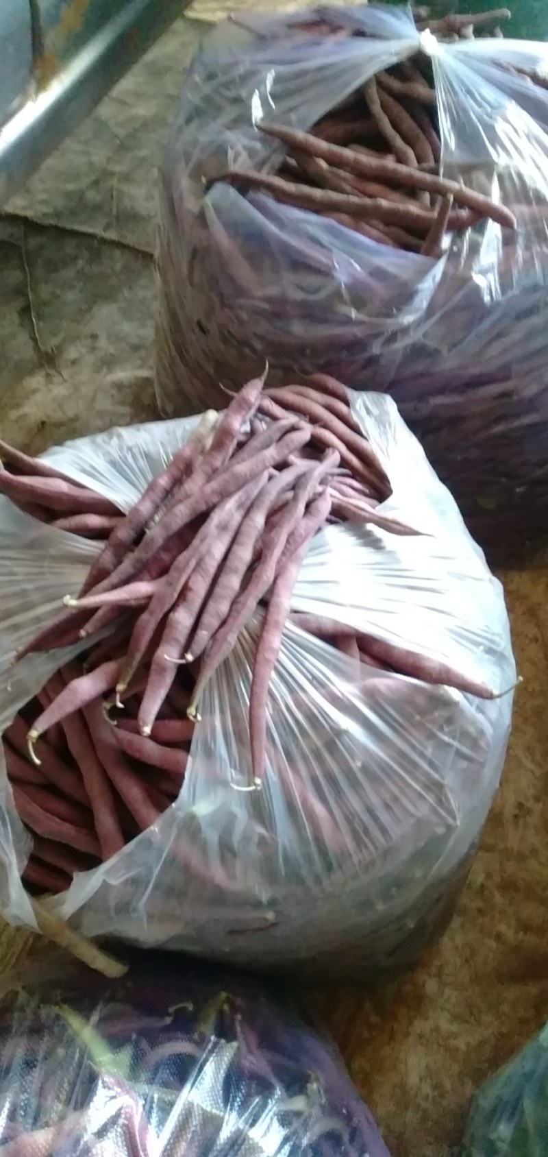 架豆，紫豆大量上市有许要的老板连系