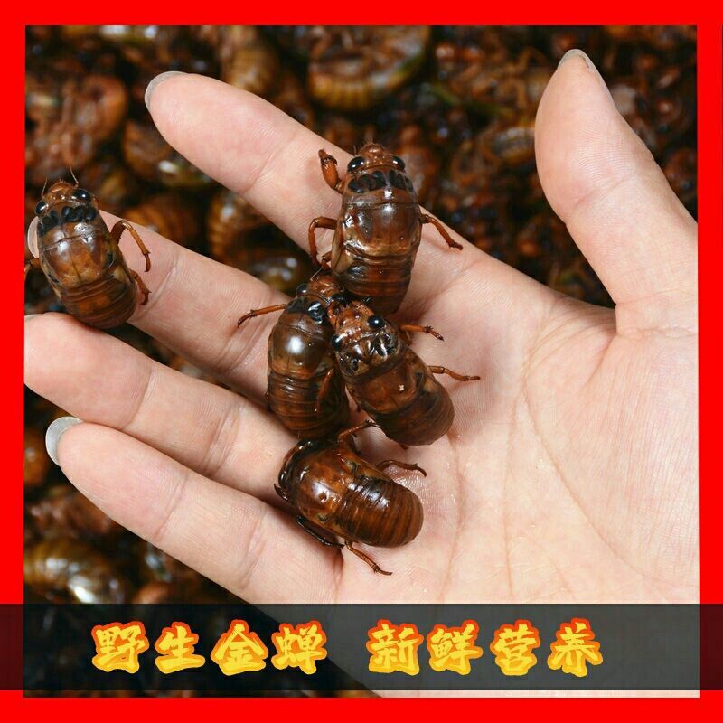 活体速冻金蝉，爬叉，知了猴，支持一件代发