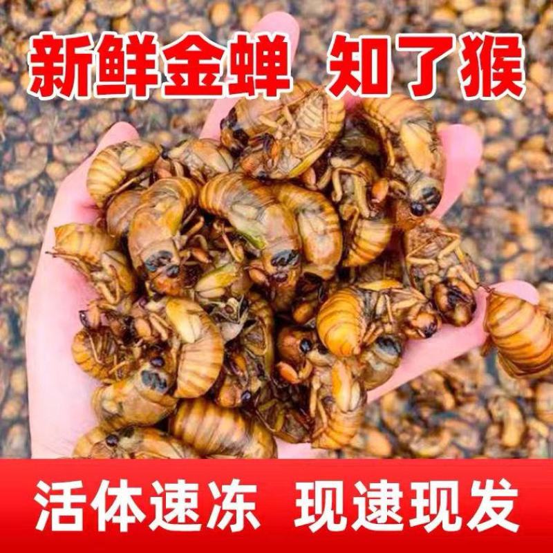 活体速冻金蝉，爬叉，知了猴，支持一件代发