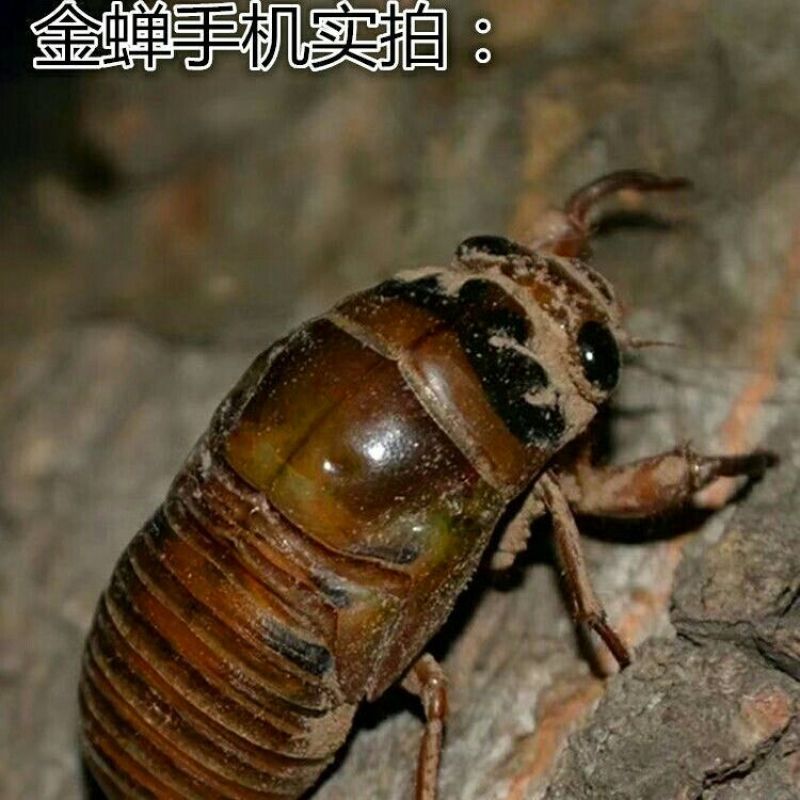 活体速冻金蝉，爬叉，知了猴，支持一件代发