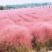 粉黛乱子草种子网红草粉色花种籽子毛芒多年生花种子景观