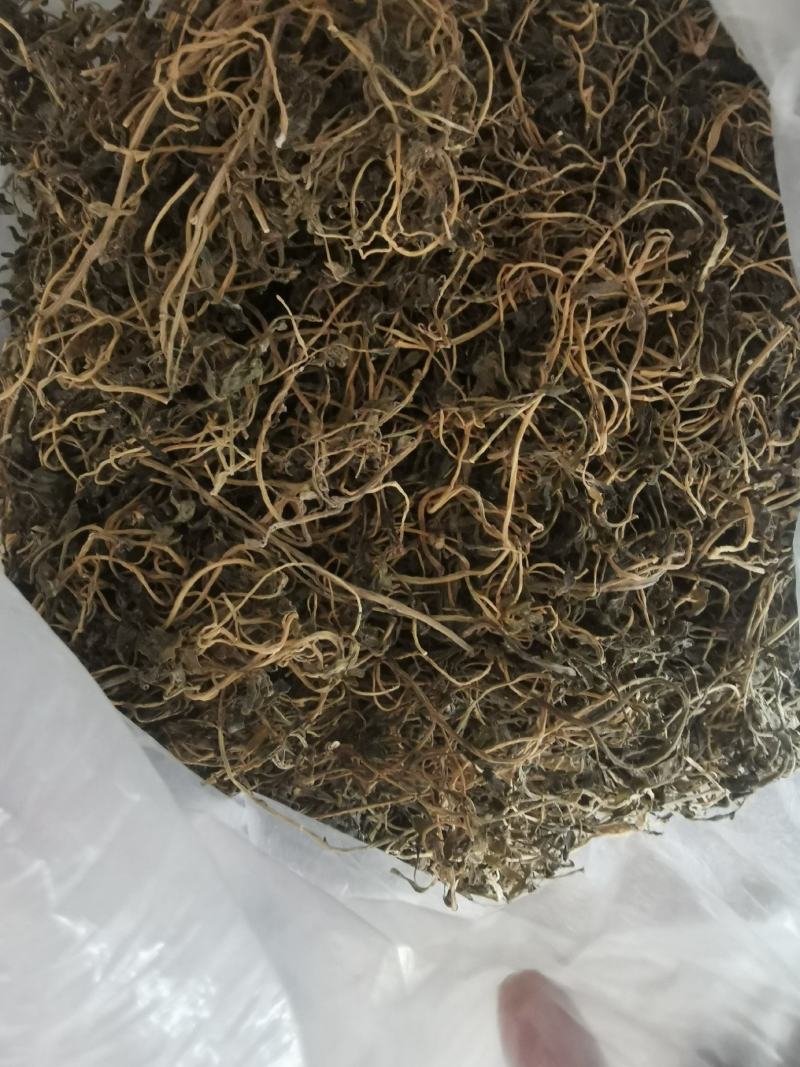 干货马齿笕