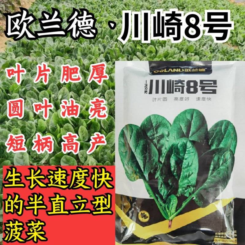 欧兰德川崎8号菠菜种子速生短柄圆叶黑油亮耐寒越冬趴地