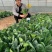 欧兰德川崎8号菠菜种子速生短柄圆叶黑油亮耐寒越冬趴地