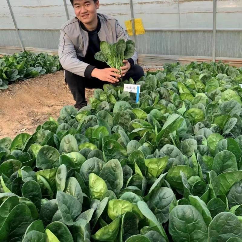 欧兰德川崎8号菠菜种子速生短柄圆叶黑油亮耐寒越冬趴地