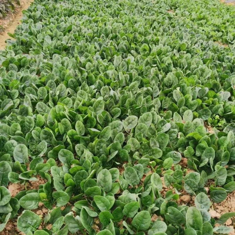 欧兰德川崎8号菠菜种子速生短柄圆叶黑油亮耐寒越冬趴地