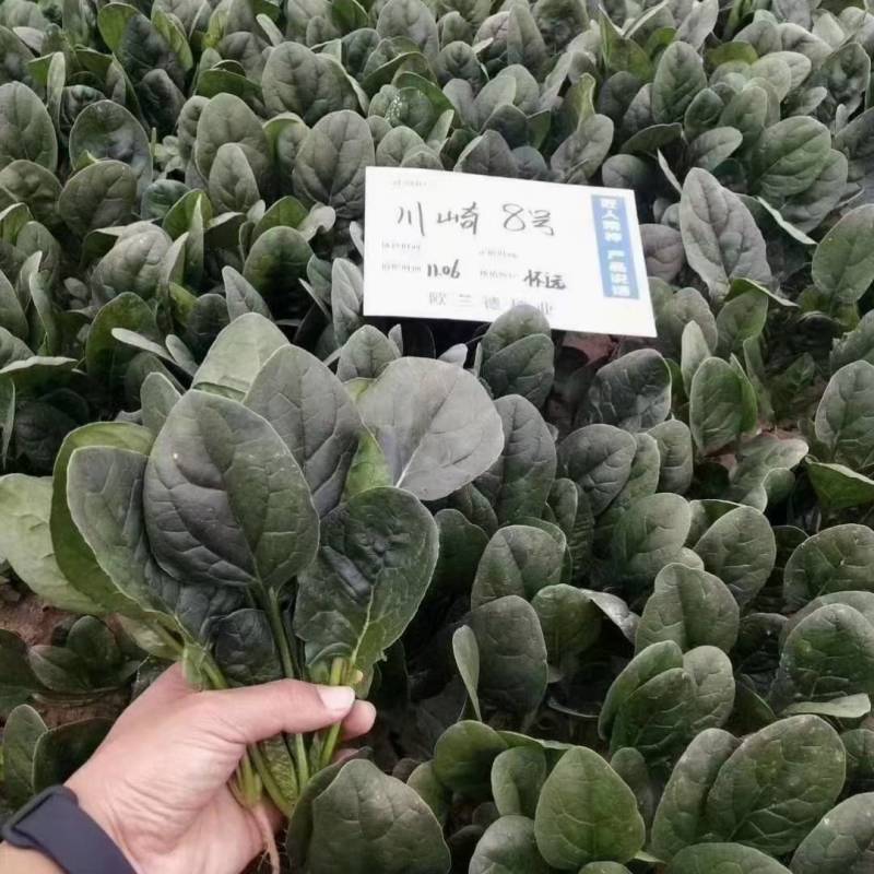 欧兰德川崎8号菠菜种子速生短柄圆叶黑油亮耐寒越冬趴地