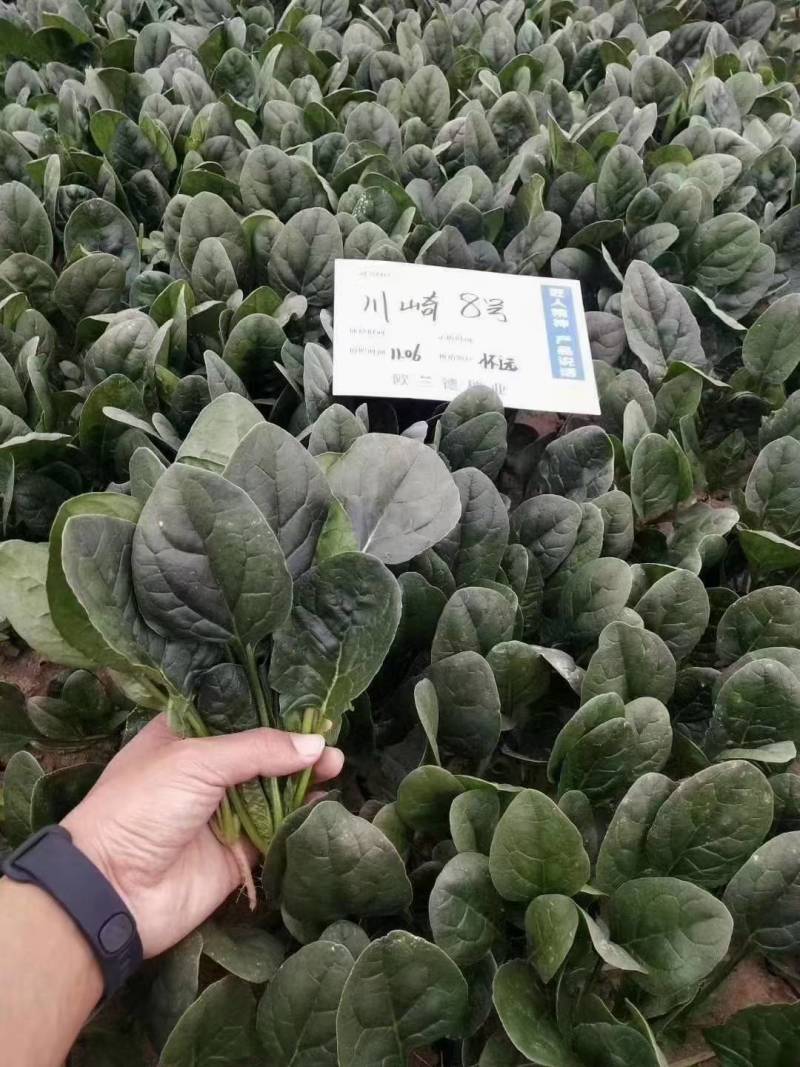 欧兰德川崎8号菠菜种子速生短柄圆叶黑油亮耐寒越冬趴地