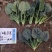 欧兰德川崎8号菠菜种子速生短柄圆叶黑油亮耐寒越冬趴地