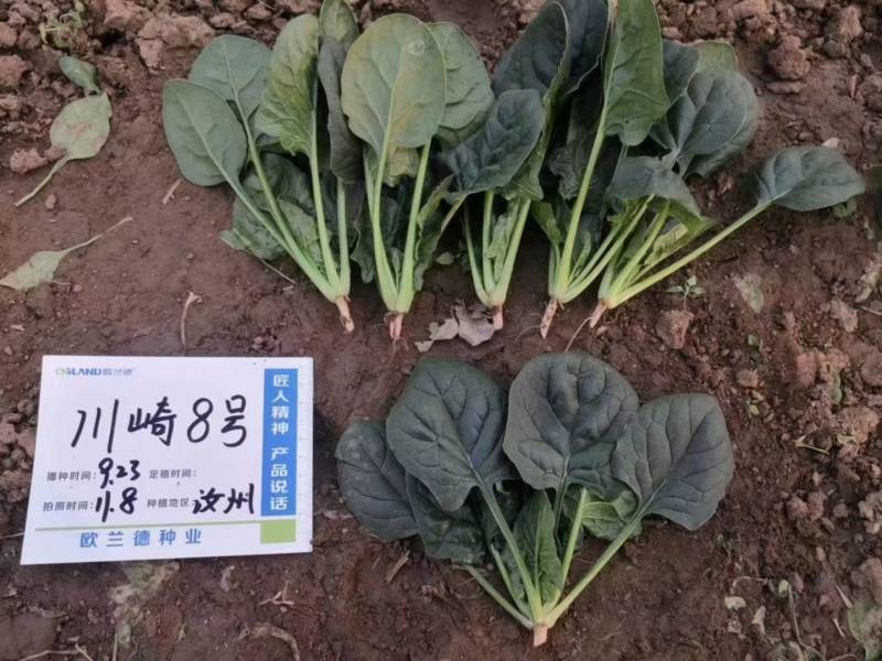 欧兰德川崎8号菠菜种子速生短柄圆叶黑油亮耐寒越冬趴地