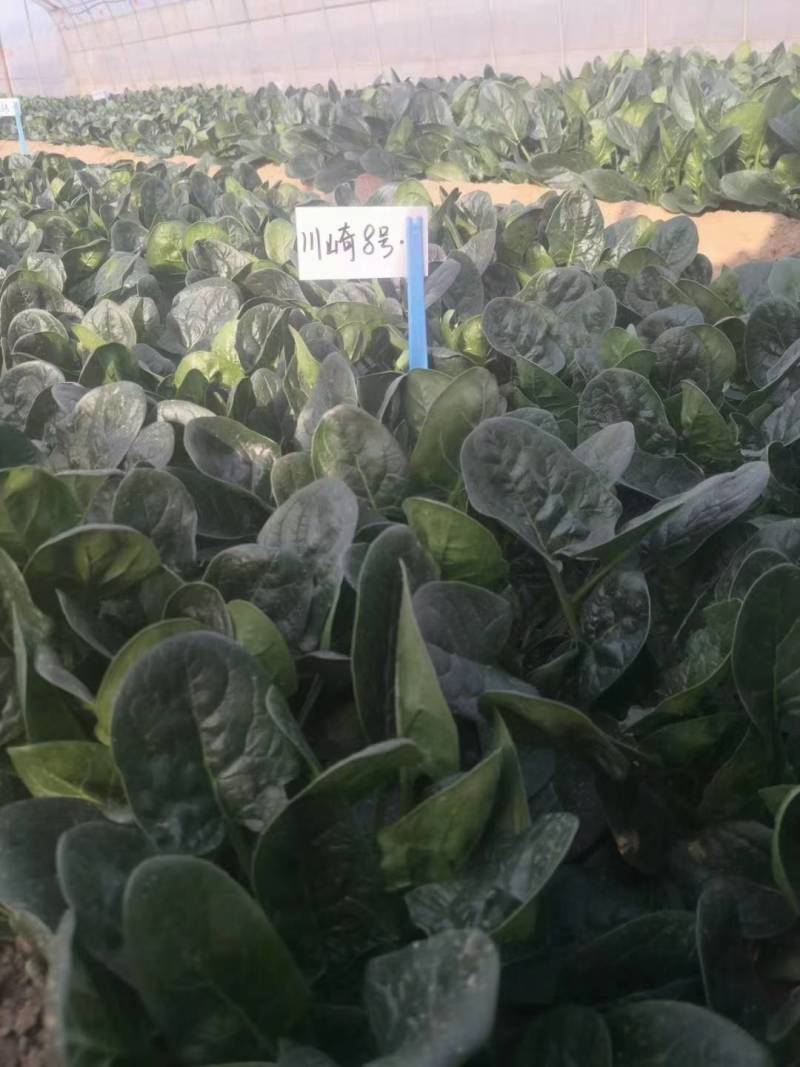 欧兰德川崎8号菠菜种子速生短柄圆叶黑油亮耐寒越冬趴地