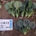 欧兰德川崎8号菠菜种子速生短柄圆叶黑油亮耐寒越冬趴地