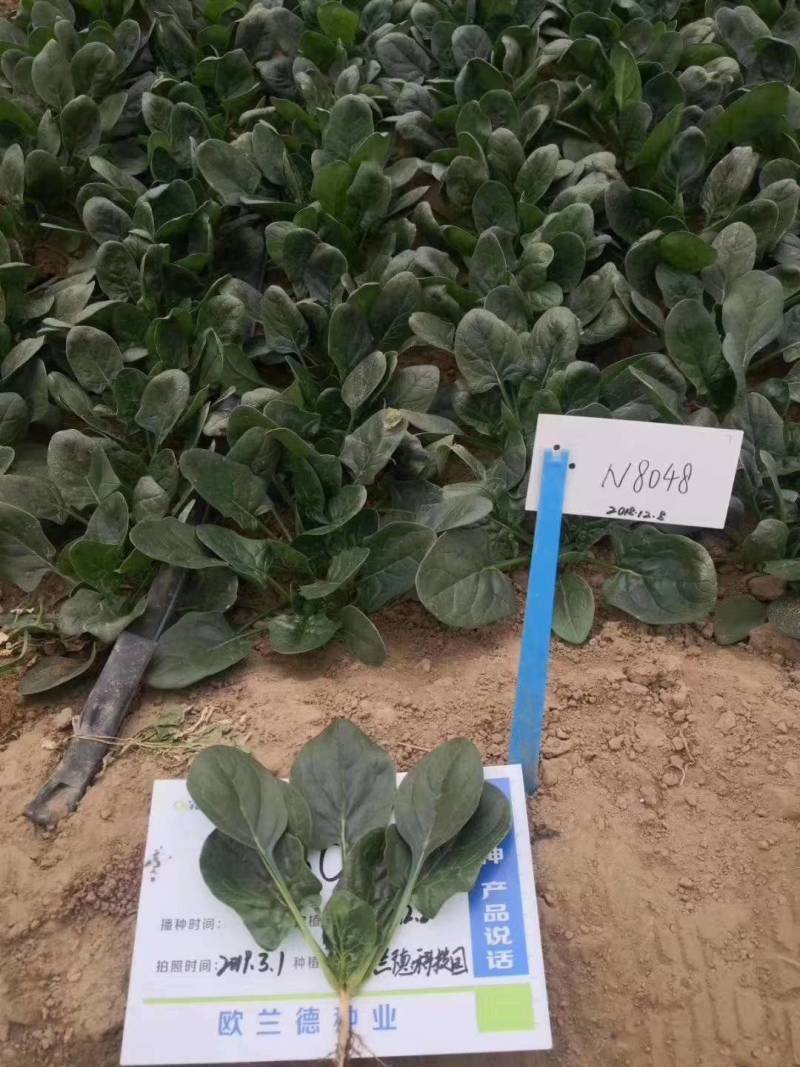 欧兰德川崎8号菠菜种子速生短柄圆叶黑油亮耐寒越冬趴地