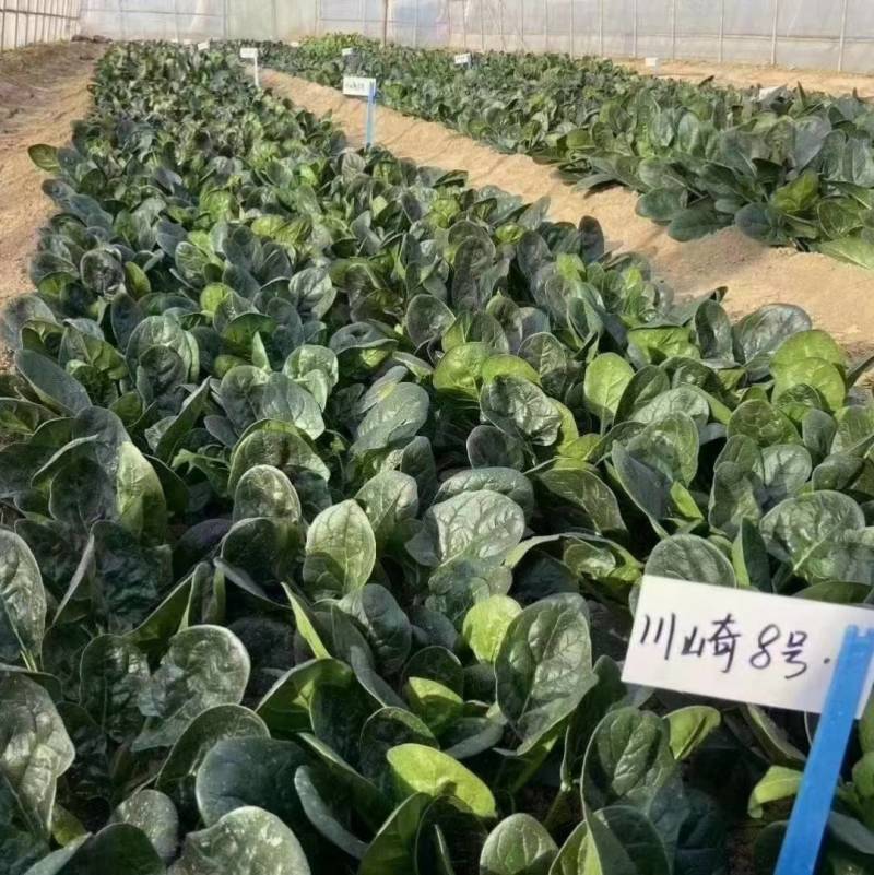 欧兰德川崎8号菠菜种子速生短柄圆叶黑油亮耐寒越冬趴地