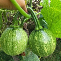 一串铃花篮早熟小南瓜高产贝贝迷你小南瓜四季易种田园蔬菜种