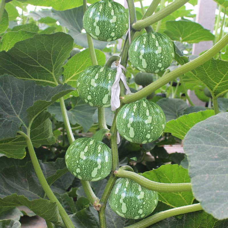 一串铃花篮早熟小南瓜高产贝贝迷你小南瓜四季易种田园蔬菜种