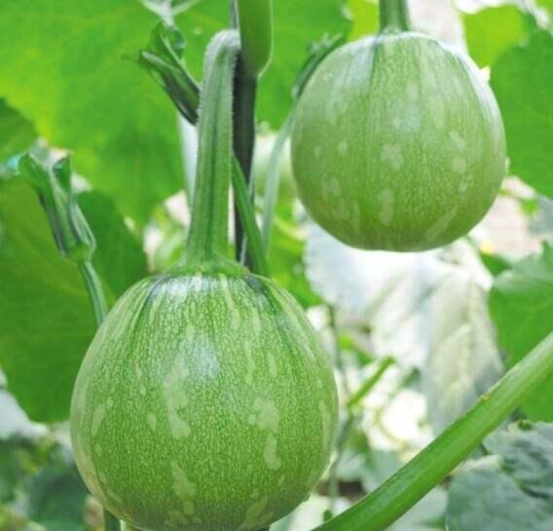 一串铃花篮早熟小南瓜高产贝贝迷你小南瓜四季易种田园蔬菜种