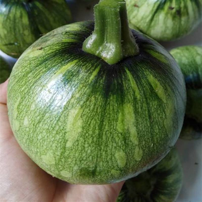 一串铃花篮早熟小南瓜高产贝贝迷你小南瓜四季易种田园蔬菜种