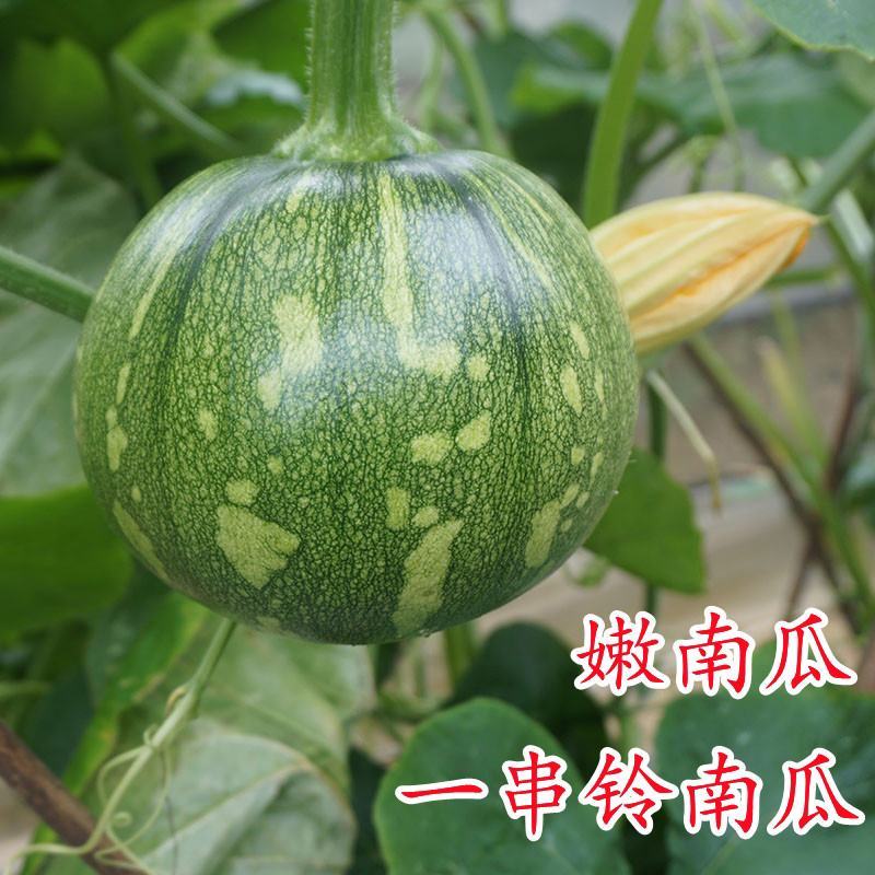 一串铃花篮早熟小南瓜高产贝贝迷你小南瓜四季易种田园蔬菜种