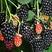 黑莓苗，该品种结果大，产量高，囗感好。南北方可以大面积植