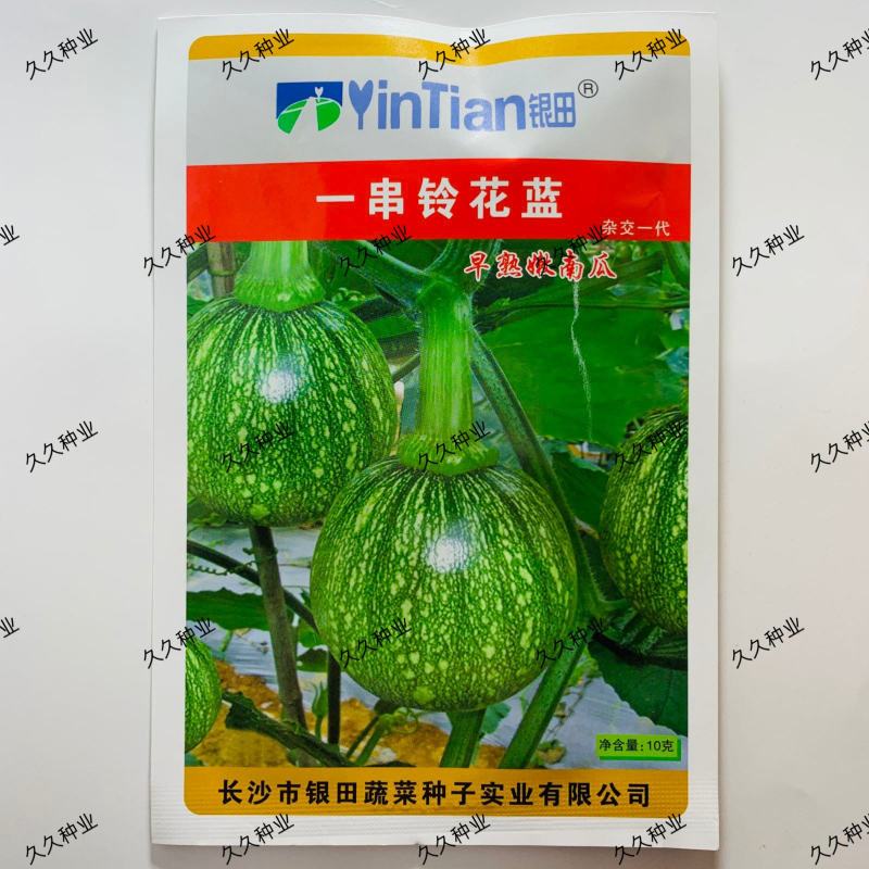 一串铃花篮早熟小南瓜高产贝贝迷你小南瓜四季易种田园蔬菜种