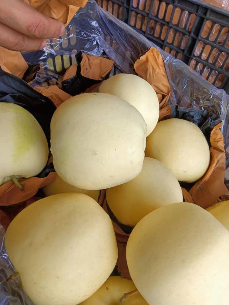 黄金帅苹果基地直发全国发货诚信经营货源充足