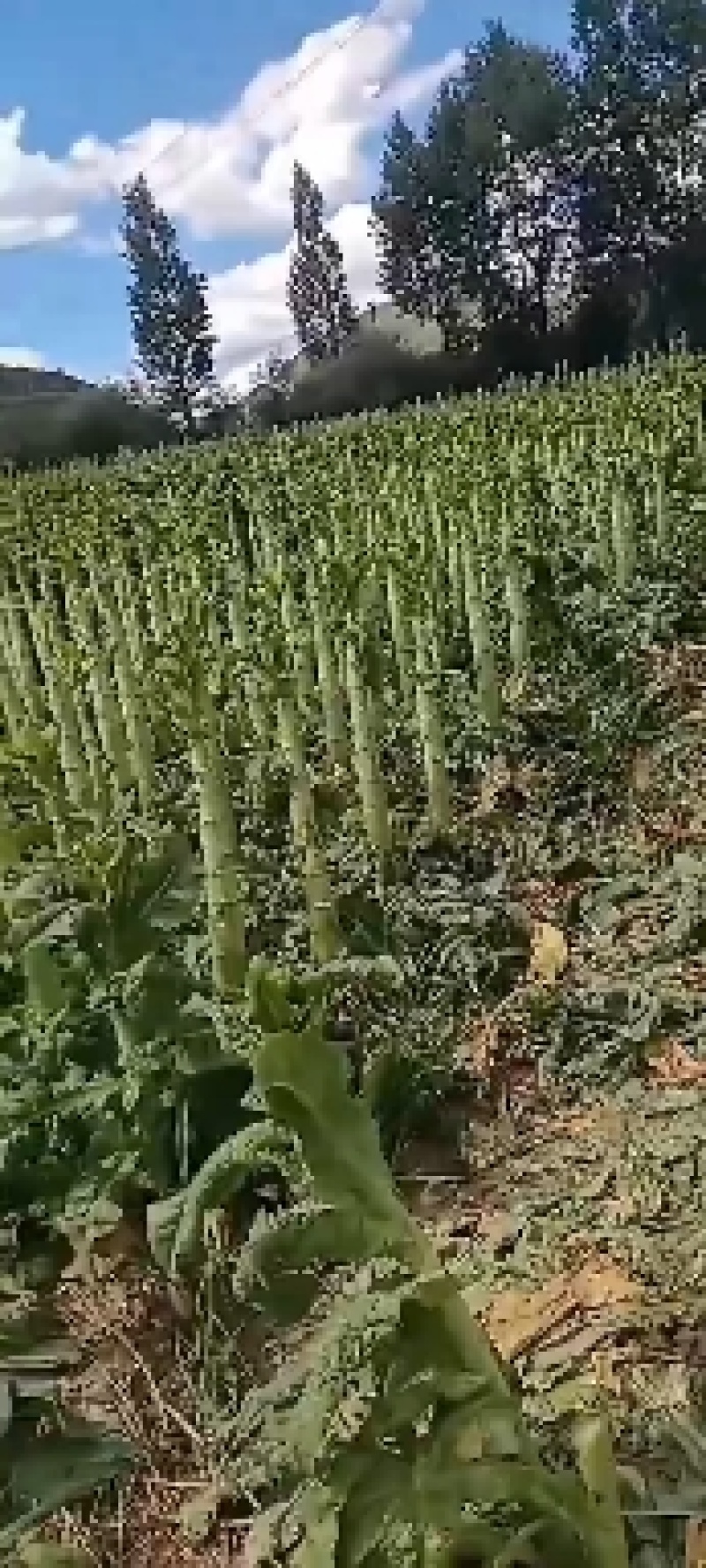 阿坝州三青皮莴笋翡翠莴苣杆子无空心吴无脱节基地直发
