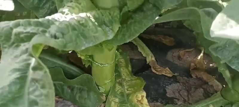 阿坝州三青皮莴笋翡翠莴苣杆子无空心吴无脱节基地直发