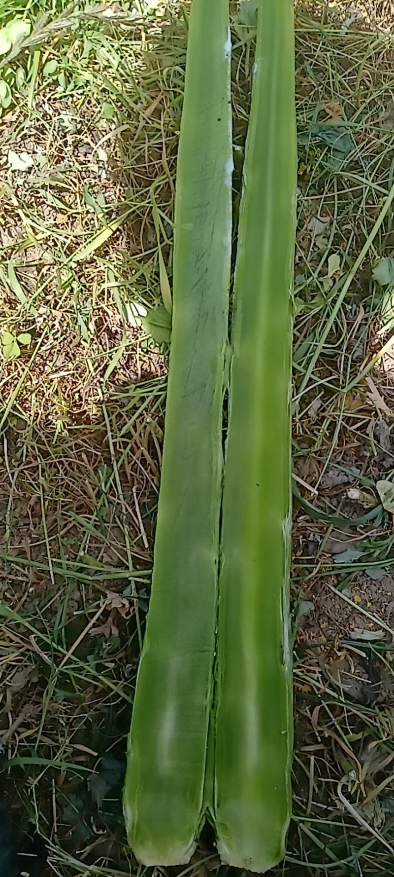阿坝州三青皮莴笋翡翠莴苣杆子无空心吴无脱节基地直发