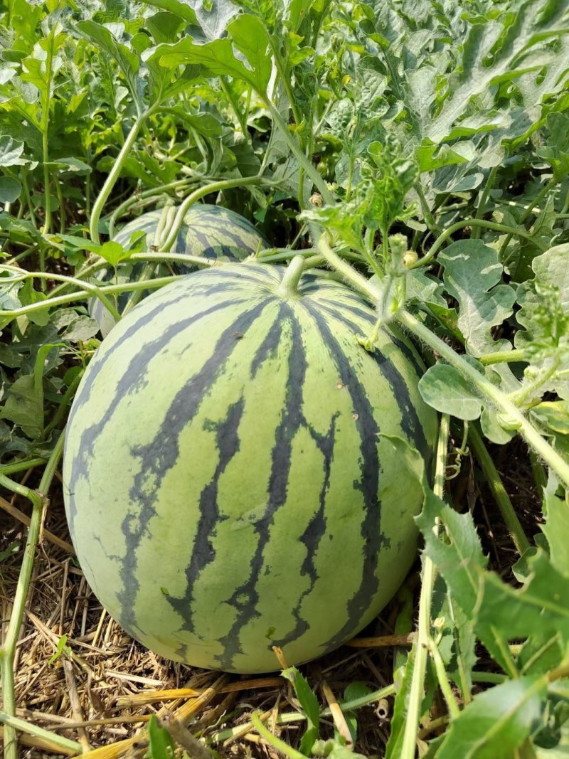 8424美都发货中，保证质量，欢迎订购
