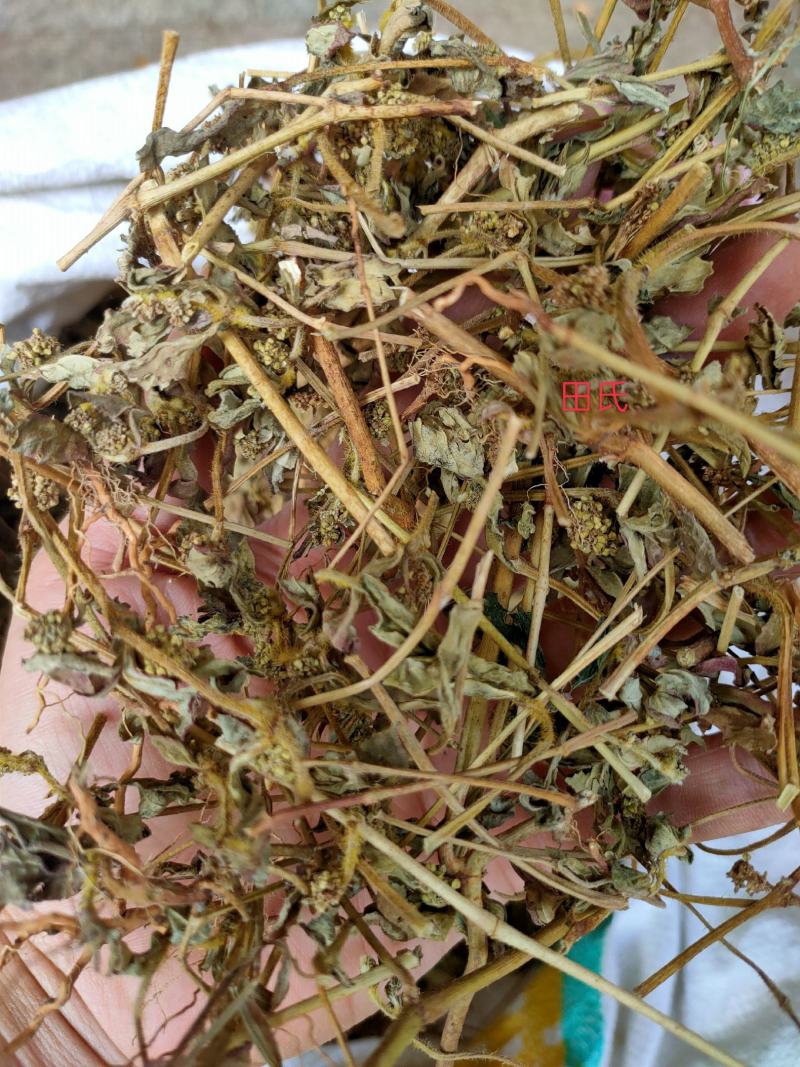 广西野生中药材大飞杨草飞扬草自然晒干农家无硫药材