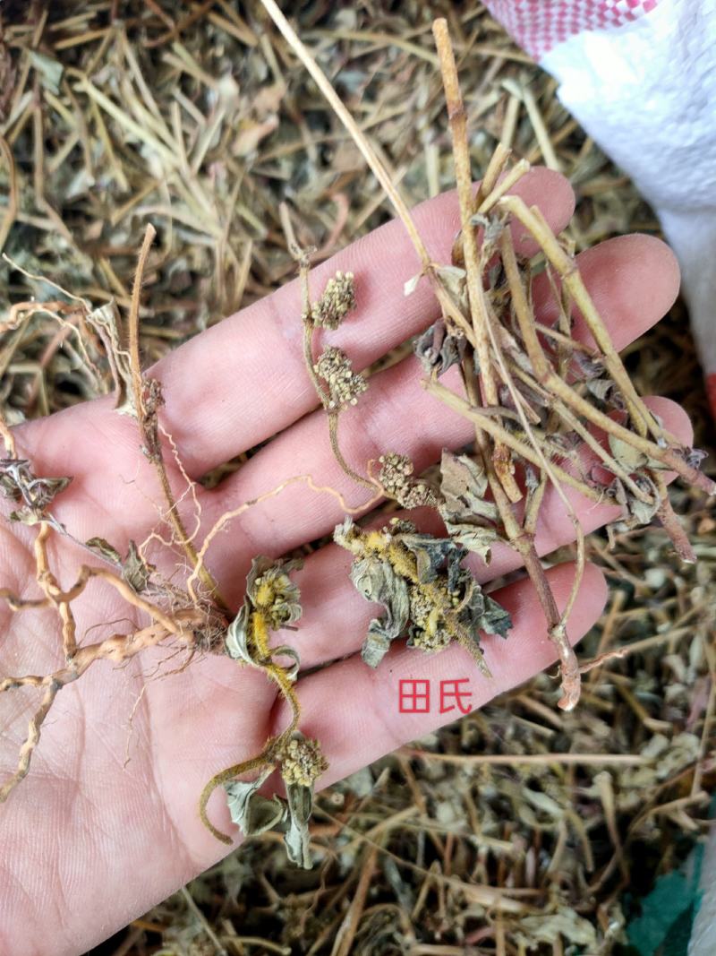 广西野生中药材大飞杨草飞扬草自然晒干农家无硫药材