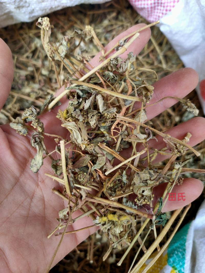 广西野生中药材大飞杨草飞扬草自然晒干农家无硫药材