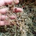 广西野生中药材大飞杨草飞扬草自然晒干农家无硫药材