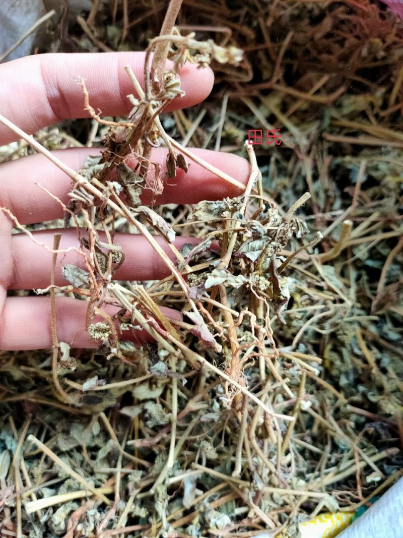 广西野生中药材大飞杨草飞扬草自然晒干农家无硫药材