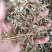 广西野生中药材大飞杨草飞扬草自然晒干农家无硫药材
