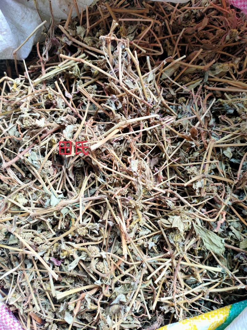 广西野生中药材大飞杨草飞扬草自然晒干农家无硫药材