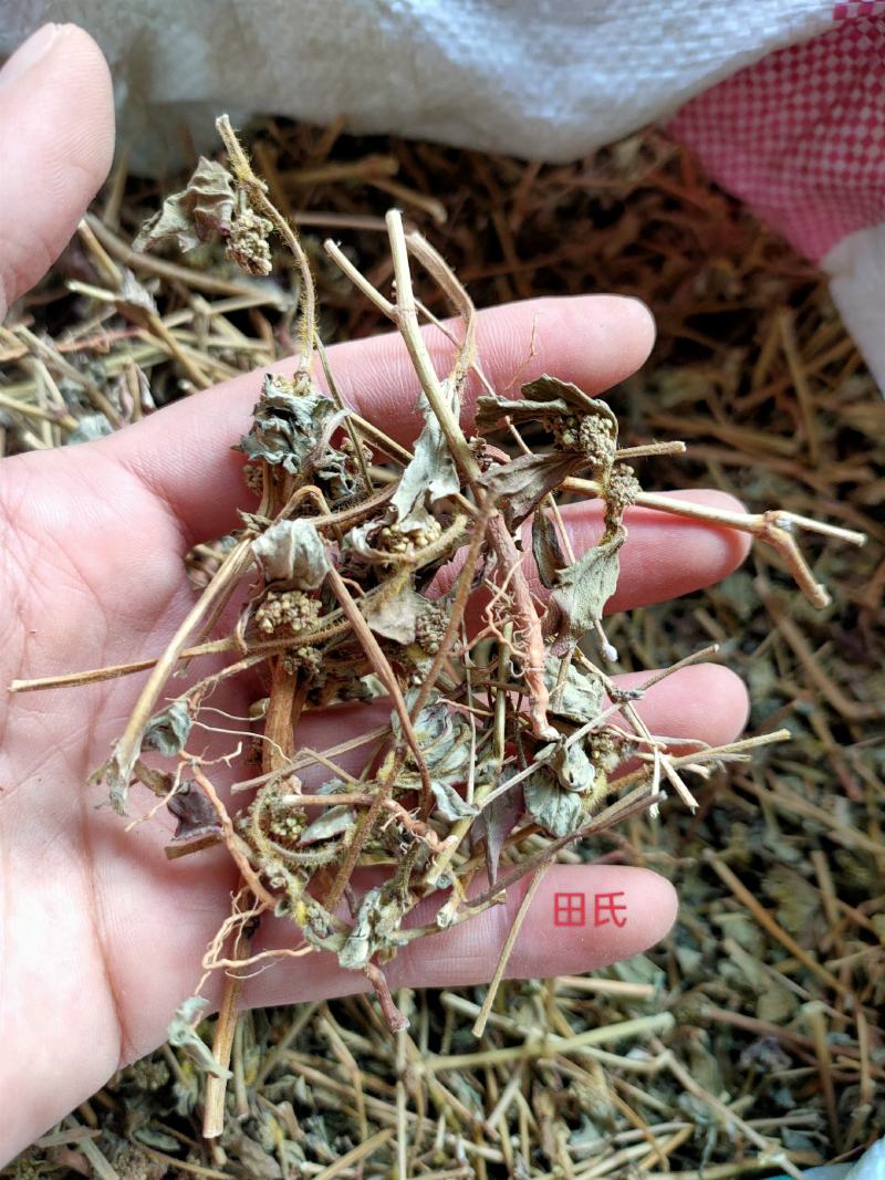 广西野生中药材大飞杨草飞扬草自然晒干农家无硫药材