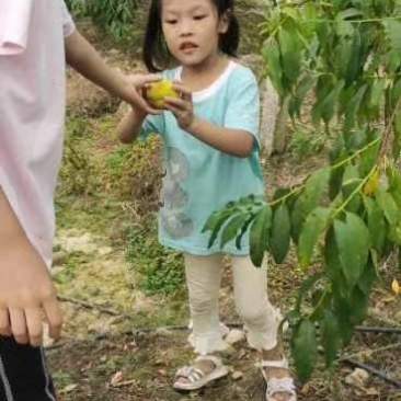 光头伊的黄桃