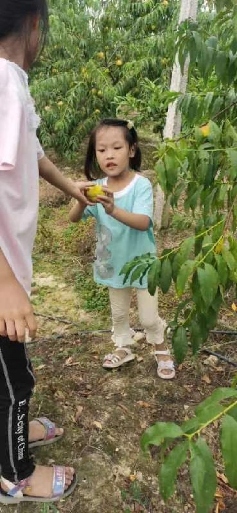 光头伊的黄桃