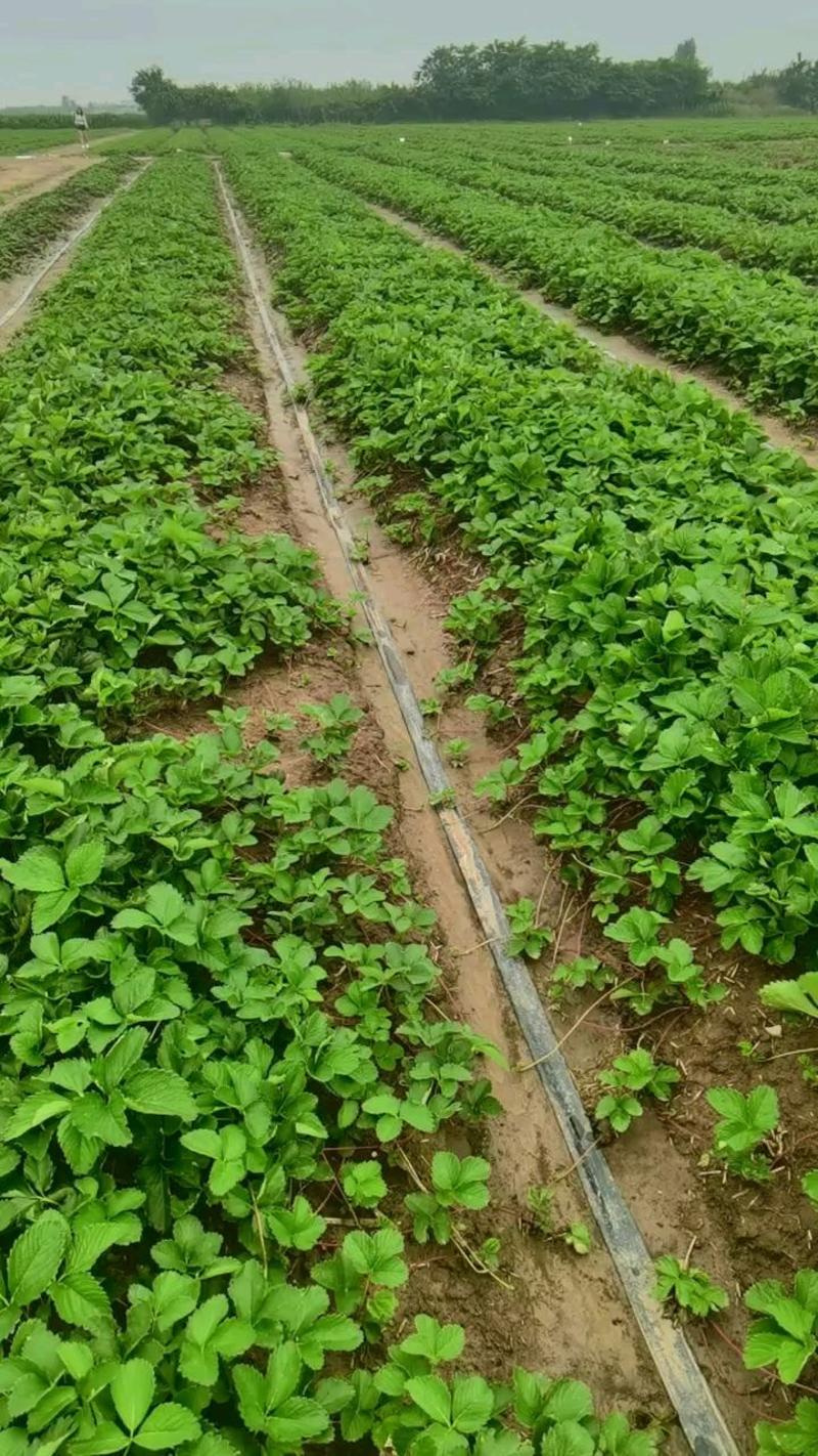 妙香三号（天仙醉）草莓苗，培育基地直发，多个品种供您选择