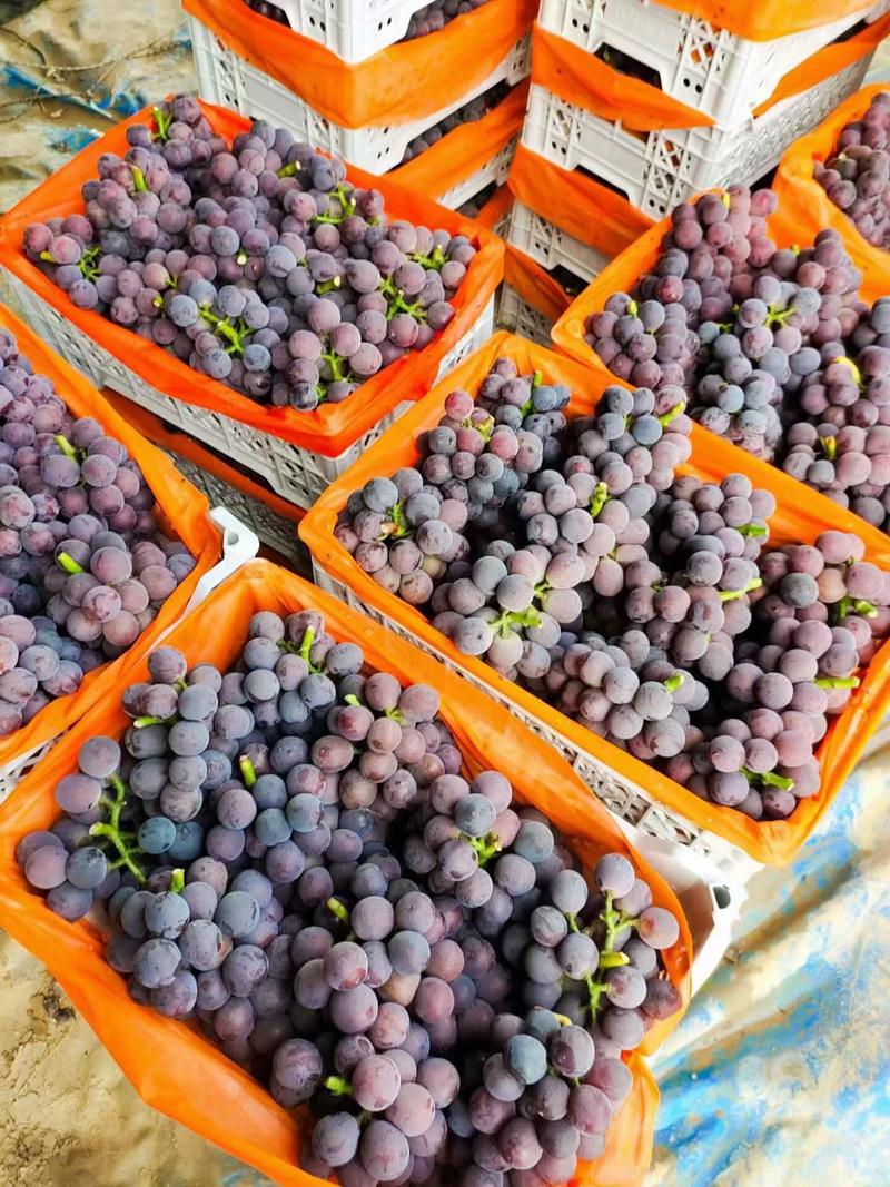 河北威县巨峰葡萄品质好及价格低欢迎咨询合作