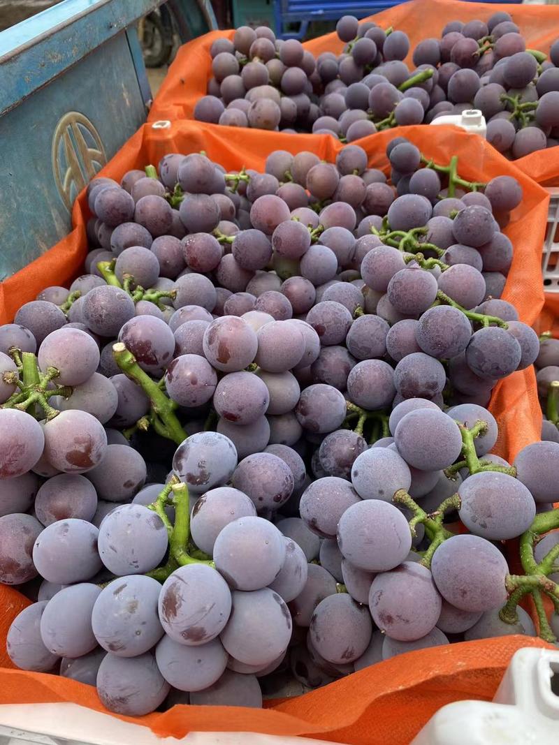 河北威县巨峰葡萄品质好及价格低欢迎咨询合作