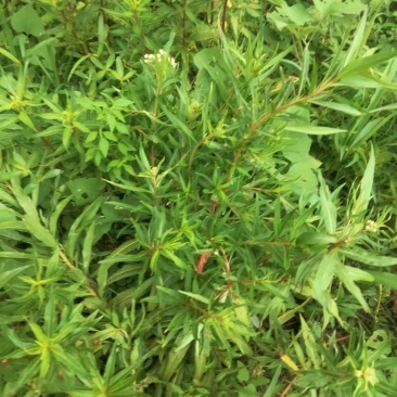 墨旱莲旱莲草中药材墨旱莲旱干货