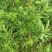 墨旱莲旱莲草中药材墨旱莲旱干货