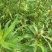 墨旱莲旱莲草中药材墨旱莲旱干货