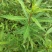 墨旱莲旱莲草中药材墨旱莲旱干货