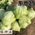 东京系列（开蔬）大白菜，高抗大白菜三大病害，品质好