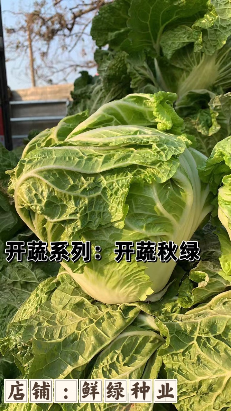 东京系列（开蔬）大白菜，高抗大白菜三大病害，品质好