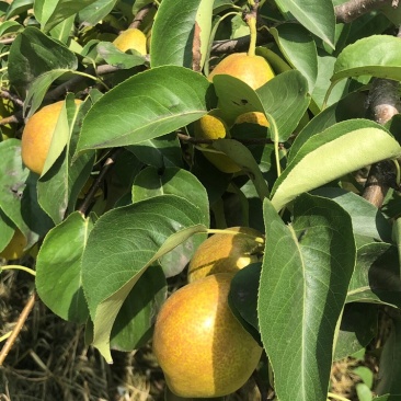 山西省运城市盐湖区龙居美玉红香酥🍐